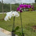 2026-02-12.webp
